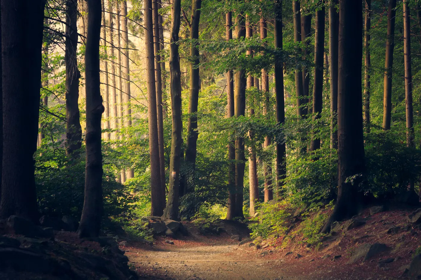 Sunlit forest path symbolizing threshold and passage